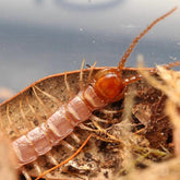 Lithobius sp. “Peachy Pink” Centipede